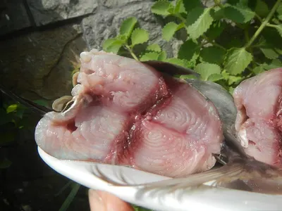 Monkfish Tail by Rongcheng Chentao Seafood Trade Co., Ltd.
