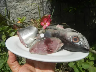 Whole Tuna and Swordfish