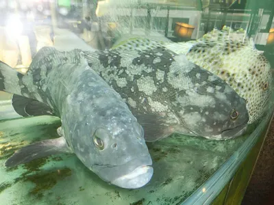 Epinephelus Aeneus