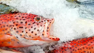 Hybrid Tiger Grouper Fingerlings