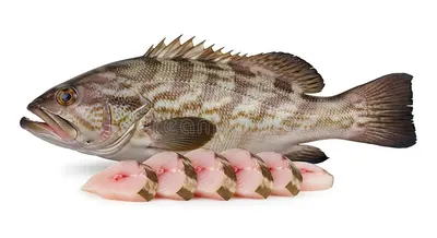 Fresh white grouper