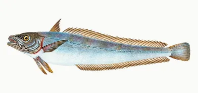 Jaiba Marmola
