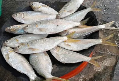 Fresh or Frozen Hilsa Fish