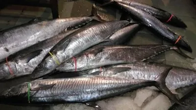 Skipjack Tuna