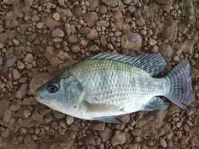 Red Sea Bream