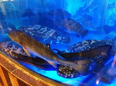 Super Red Arowana For Sale