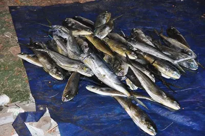 King Fish