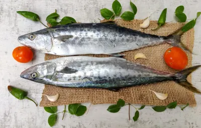 Mackerel