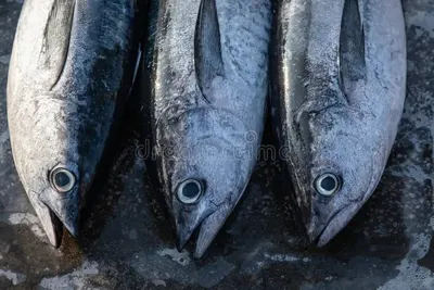 Kingfish by Reva Fisheries