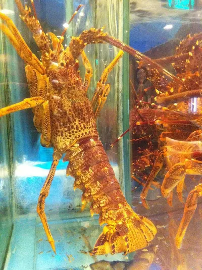 Lobsters