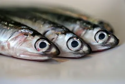 Four-section minnow