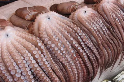 Squid (cephalopods)