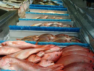 Fish export
