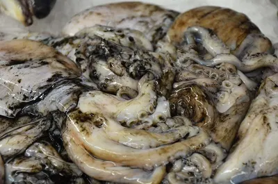Baby Octopus Whole Round