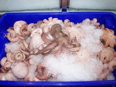 Frozen Baby Octopus