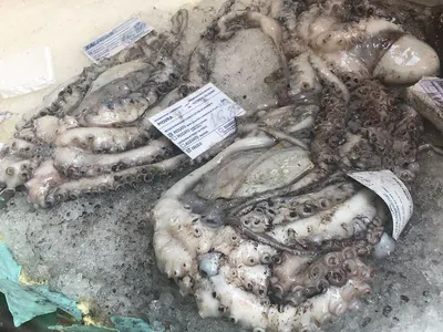 Sea Cucumber / Beach De Mer (Disco, Nool, SFO)