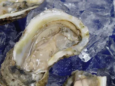 Fresh Oyster by Mar Ceibe, S.l.