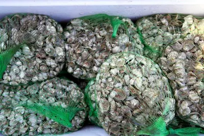 Chocolate Popcorn