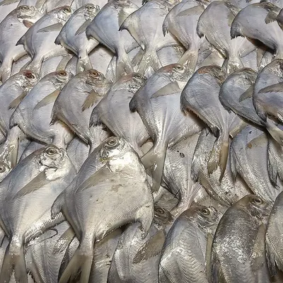 80%grey duck's down