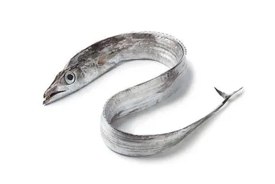 Knife Tail Soft Worm