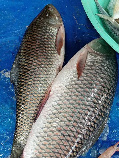 Malaysian Red Arowana For Sale