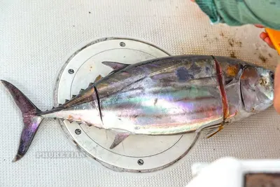 Machine shaped squid hook jig