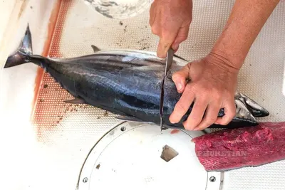Black Skipjack Tuna Fish by Agritec Americas Corp.