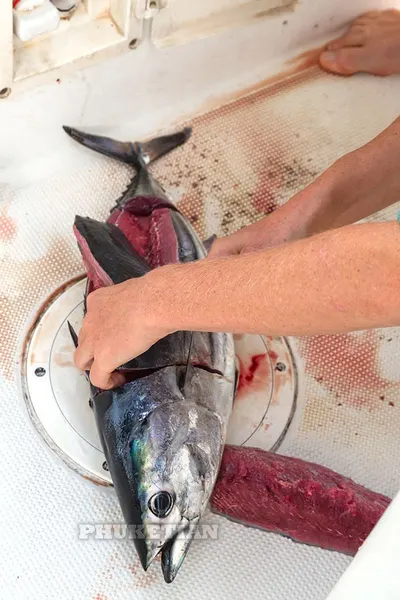 Skip Jack Tuna by Alga International