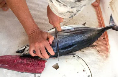 Yellowfin Tuna by AGS- Seafoods Division Of Ags Ltd