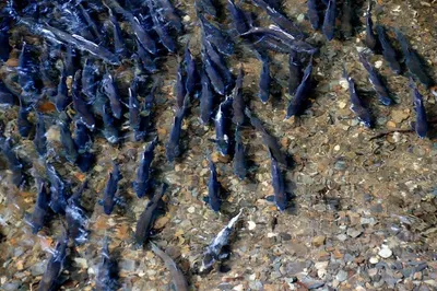 Salmon Heads And Bellies