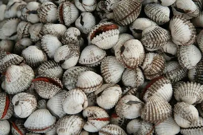 Sea Shells