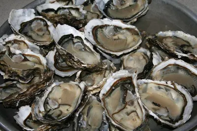 Oysters