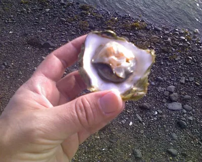 Seashell