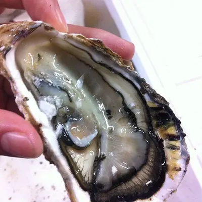 Operculum