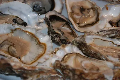 Seashells