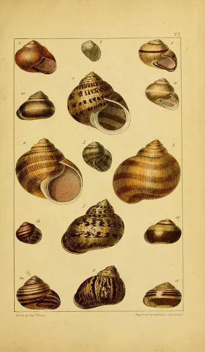 Topshell