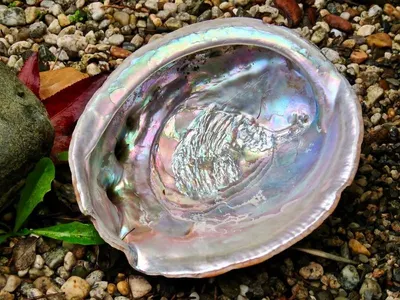 Mother of pearl