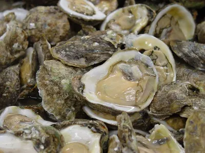 Green Mussle (Perna viridis)