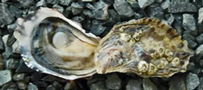 Monkfish, Lophius Americanus by Agritec Americas Corp.