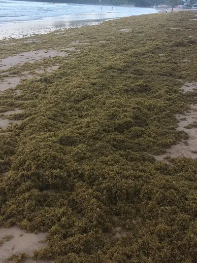 Seaweed