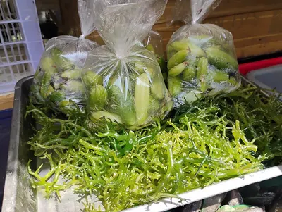Vegetables packed