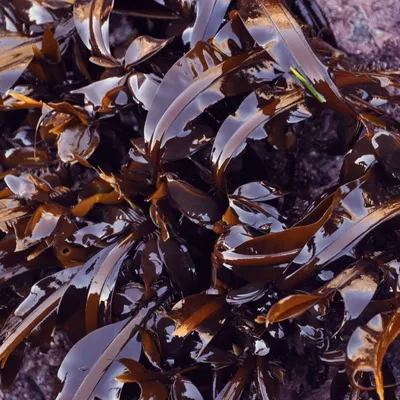 Seaweed