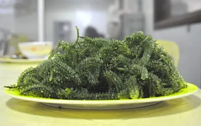 Seaweed E Cottoni