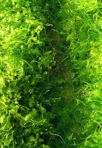 Green Moss