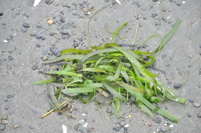 Leptogorgia virgulata - Seaweed