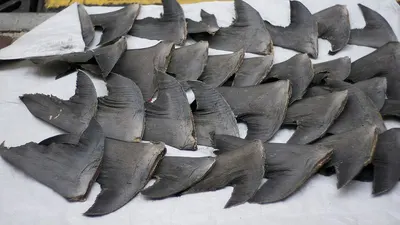 Skate Wings (Amblyraja Radiata) by Agritec Americas Corp.