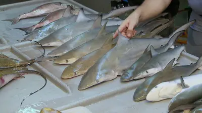 Raising fillets
