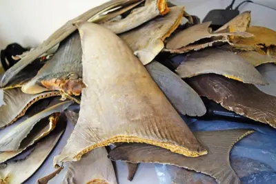 Sharks fin