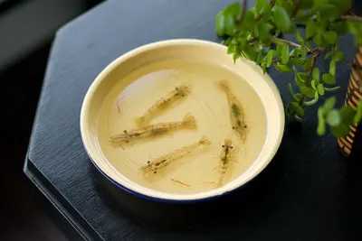 Head Less Shell On Shrimp