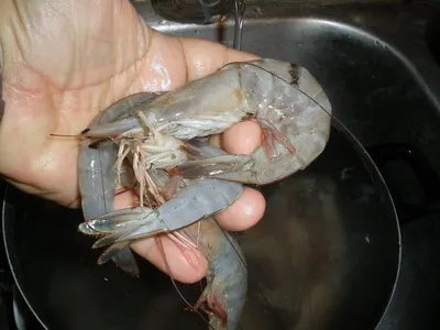 Black Tiger Prawn & Shrimp